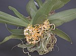 A and B Larsen orchids - Gastrochilus obliquus DSCN0720. 
 JPG