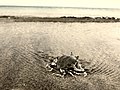 A crab on Dhanushkodi Beach.jpg