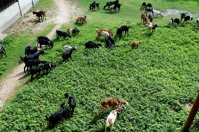 File:A flock of goats at Tiger Pass (1).jpg