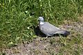 A pigeon in the grass.JPG