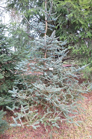 <i>Abies squamata</i> Species of conifer