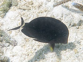 Acanthurus auranticavus