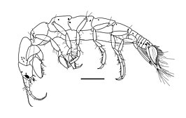 Accalathura borradailei