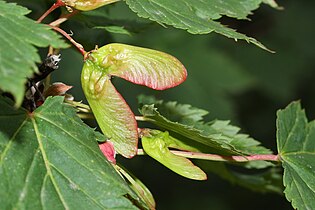 Acer glabrum, detail