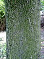 Acer platanoides bark.JPG