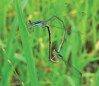 Aciagrion approximans krishna mating pair