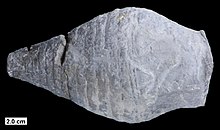 Acleistoceras whitfieldi, an oncocerid from the Middle Devonian of Wisconsin Acleistoceras whitfieldi.jpg