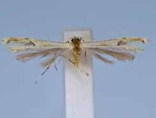 <i>Adaina costarica</i> Species of plume moth