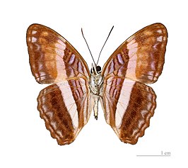 Adelpha viola