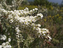 Flowering in Poway, California. Adenostomafasciculatum.jpg