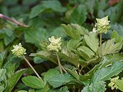 Adoxa moschatellina 210406a.jpg