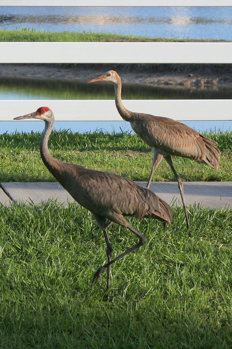 Sandhill Crane (Antigone canadensis)