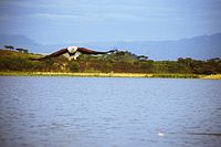 African fish eagle from front flying.jpg