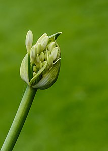 "Agapanthus_'White_Heaven',_ingetogen_schoonheid_van_de_ontluikende_bloemknop._Locatie,_Tuinreservaat_Jonkervallei_03.jpg" by User:Famberhorst