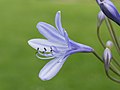 Agapanthus cultivar. Zaailing van Agapanthus Lilac Flash. (d.j.b.) 04.jpg