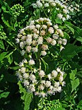 Ageratina aromatica üçün miniatür