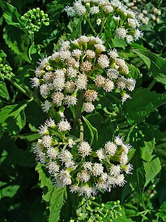 <i>Ageratina aromatica</i> Species of flowering plant