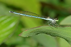 ♀ Agriocnemis pieris