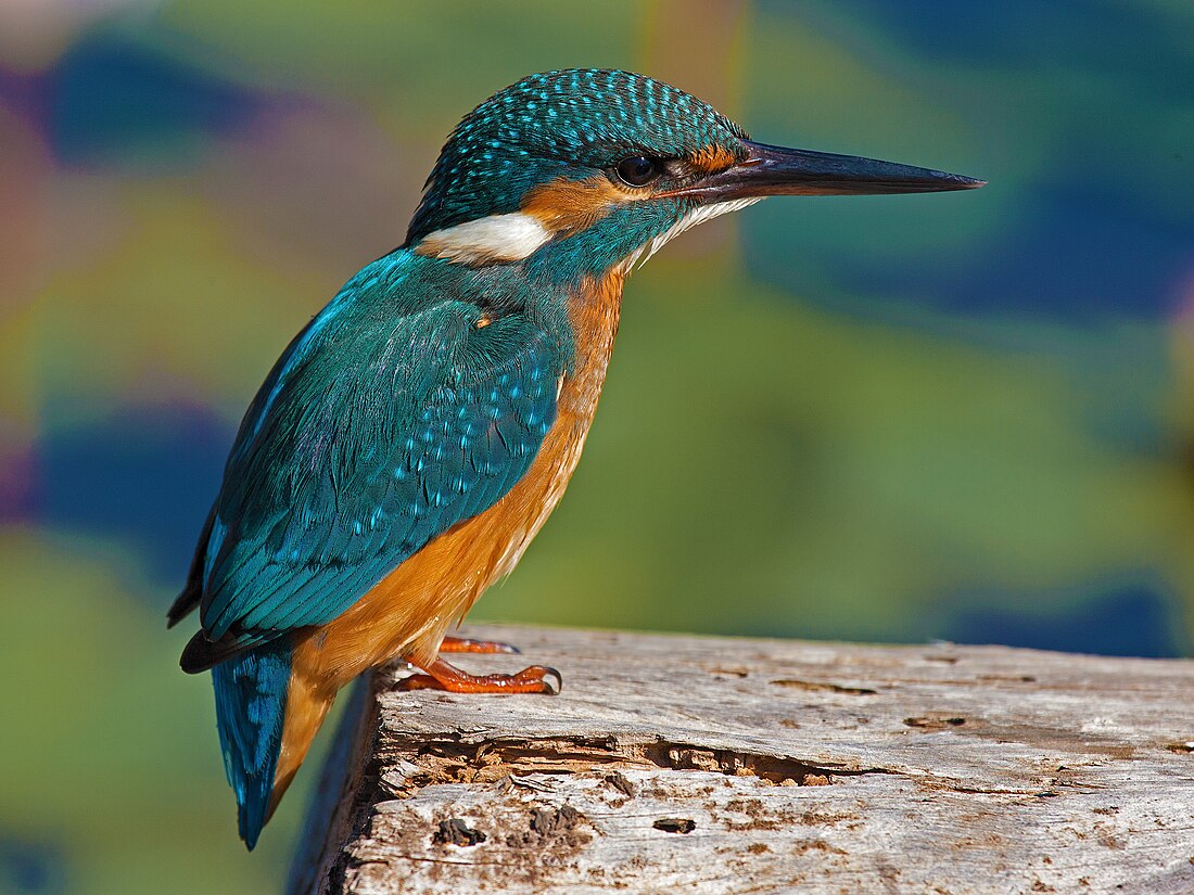 Alcedo atthis