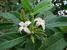 Alibertia edulis.jpg