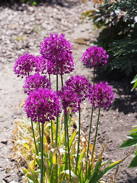 File:Allium aflatunense 'Purple' 5 2021 ornamental onion- (51187451616).jpg