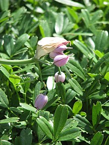 Allium macranthum - Flickr - peganum.jpg