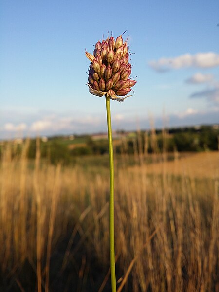 File:Allium sphaerocephalon sl52.jpg