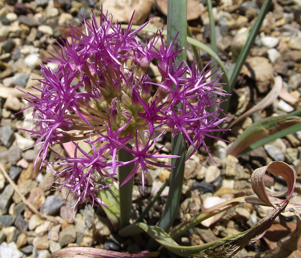 Тадалафил аллиум. Allium atroviolaceum. Аллиум Шуберта (Allium schubertii). Торасемид аллиум. Allium altyncolicum.