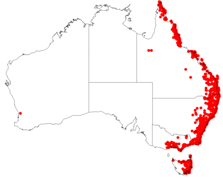 AllocasuarinalittoralisDistributionMap28.png