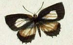 Thumbnail for File:Allotinus fallax male.JPG