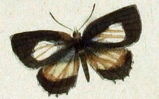 <i>Allotinus fallax</i> Species of butterfly