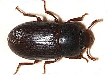 Black fungus beetle, Alphitobius laevigatus Alphitobius.laevigatus.jpg