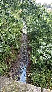 The Alte Kollau near the inflow through the Geelebek