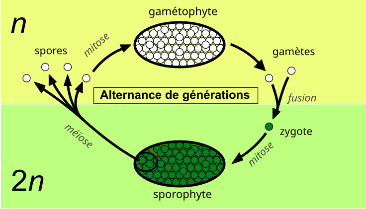 File:Alternation of generations simpler-fr.svg