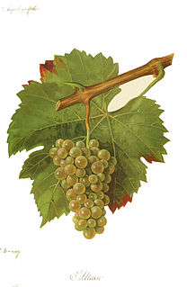 Altesse Variety of grape