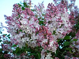 Paprastosios alyvos (Syringa vulgaris)