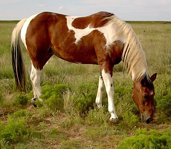 Photo of an American Paint Horse taken by myself