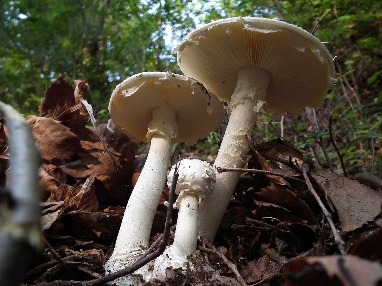 File Amanita Kotohiraensis コトヒラシロテングタケ 琴平白天狗茸 Akiyoshi Matsuoka Dscf3629 Jpg Wikimedia Commons