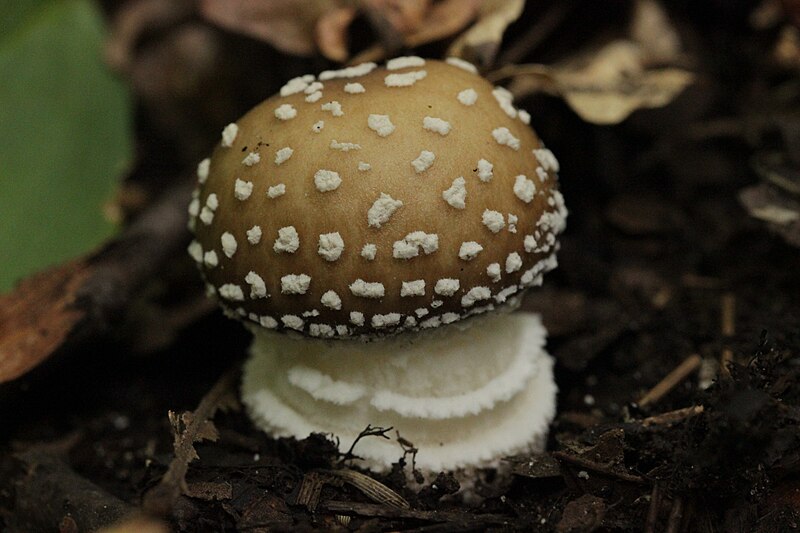 File:Amanita pantherina (45193385712).jpg