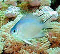 Image 81Most coral reef fish have spines in their fins like this damselfish (from Coral reef fish)
