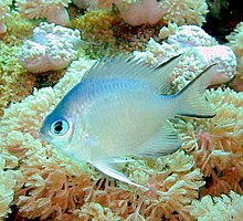 Amblyglyphidodon indicus.JPG