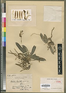 <i>Ambrella longituba</i> Species of orchid