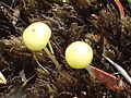 Thumbnail for File:Ambuchanania distinct globose sporangia.jpg