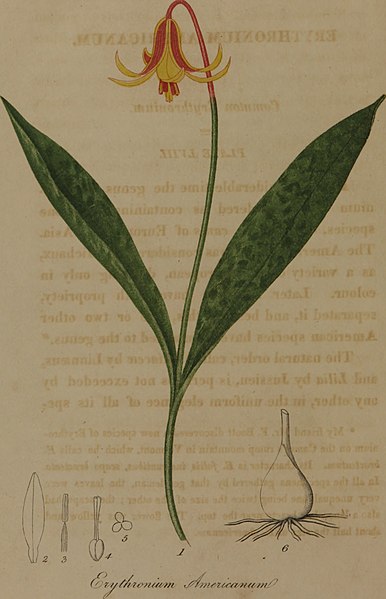 File:American medical botany- being a collection of the native medicinal plants of the United States, containing their botanical history and chemical analysis, and properties and uses in medicine, diet and (14740719936).jpg