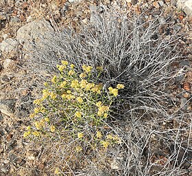 Amphipappus fremontii