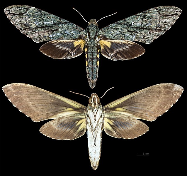File:Amphonyx lucifer MHNT CUT 2010 0 67 Itatiaia National Park female.jpg