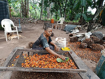 An African Woman, happily engaged in her palm oil processing. Photographer:Iwuala Lucy