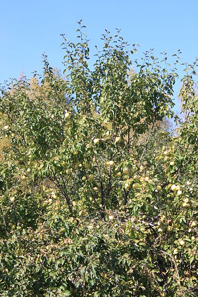 File:An apple tree - panoramio (1).jpg