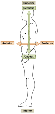 Anatomical Directions 2.png