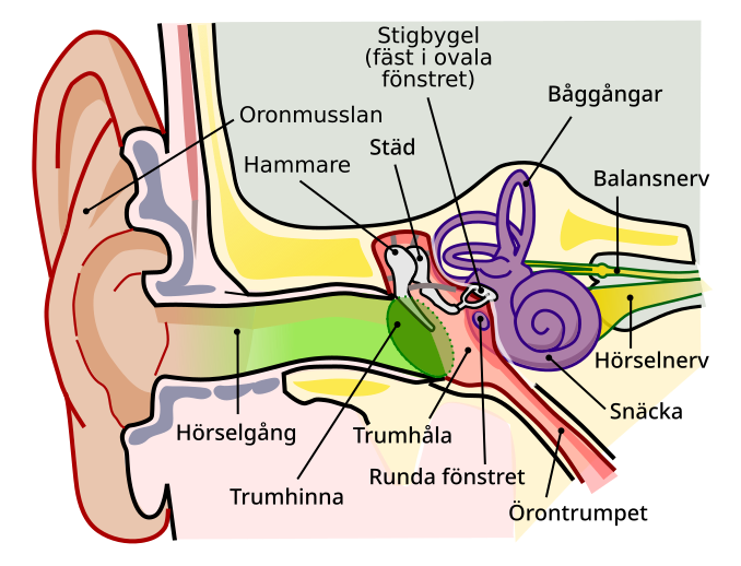 File:Anatomy of the Human Ear sv.svg